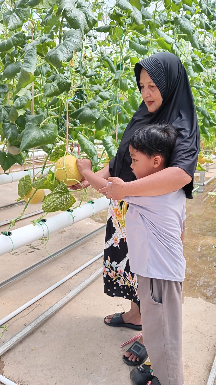 Melon Hidroponik